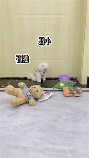 #Teacup Dog #Pomeranian #Pomeranian Shunsuke