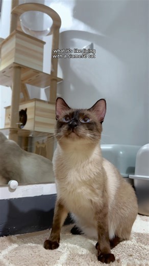 TOFU THE SIAMESE CAT on Instagram: "yapping all day and night 😹 preorder tofu the siamese plushie now, check link in bio 🥹 follow us @tofurfect for more videos 😻 no reuploading of our videos please ✨ #cats #cutecats #cutepet #catsofinstagram #catlife #catlovers #siamese #siamesecat #catoftheday #kitty #caturday #cats_of_world #catsofinsta #instacat #cute #petlovers #petlife #petcare #yapping #yap #meow #catsofig #catagram #funnycat #relatable #catmeme"