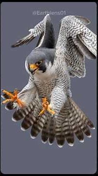 Peregrine falcon। Amazing hunting techniques and diving abilities. #Peregrinefalcon #attack