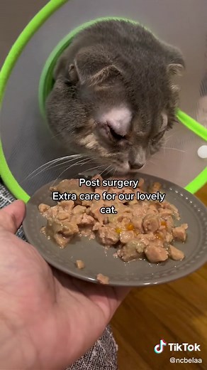 Understanding the Journey of Entropion in Cats: From Misdiagnosis to Recovery