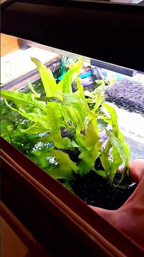 MAKING a JAVA FERN AQUARIUM Farm #underwateraquarium #aquarium #javafern #aquariafarm #fishtank