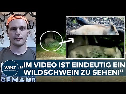 LÖWEN-LEUGNER: „Es gibt keinen Löwen, den man finden könnte“ - Jäger: „eindeutig ein Wildschwein"“