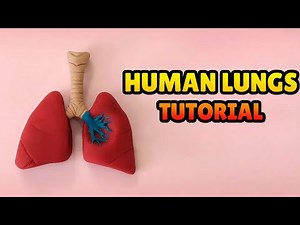 🔴 DIY How to Make HUMAN LUNGS - Respiratory System Model Polymer Clay, plastilina, Fondant Tutorial