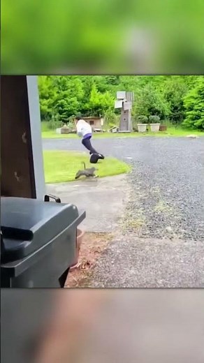 Geese Gone Wild — Attacking Innocent People!