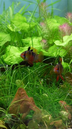 MJ | Aquascaping | Home 💚 after spending two nights in the hospital I just came home to a beautiful surprise from my German Blue Rams 🥰 | Instagram