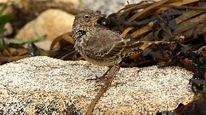 4.3K views · 384 reactions | Le Pipit maritime fait sa toilette. | Les oiseaux du jardin | Facebook