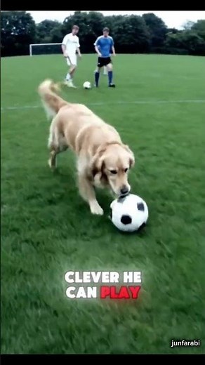 Dogs Playing Football