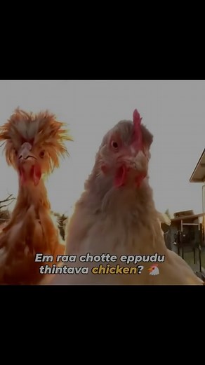 Samfitness | Bird flu chicken effect . . . . . #birdflu #chicken #funny #funnymemes #foodmemes #chickenbreast | Instagram