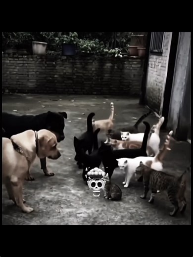 Amazing Cat Reflexes in Action