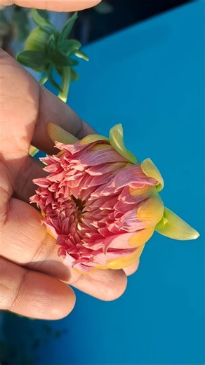 Dahlia Propagation | Easy Propagation