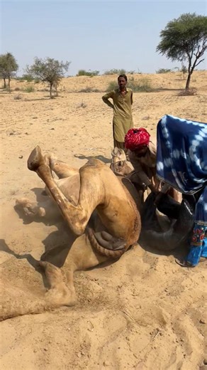 انتعاش الجمل في حر الصيف بلمسة باردة