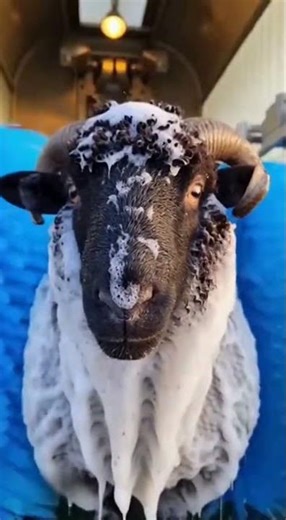 Hypnotic Black Sheep Cleaning Loop 🌀🖤 (CGI)