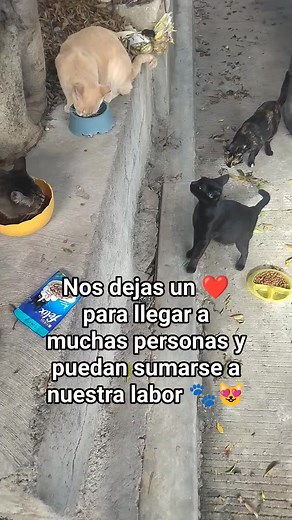 Vamos al día con croquetas para Michi , necesitamos seguir ESTERILIZANDO cada día son más y más en situacion de calle 😻🐾🐾💔😓 | Adriana Torres
