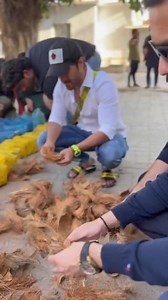 413K views · 13K reactions | Feroze Khan is super involved in the project to create shelter for birds all around as a part of his 'Feed the Needy' campaign and we love the initiative ❤️ #FerozeKhan | Galaxy Lollywood | Facebook