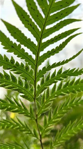 Epic Plant - Woodwardie fimbriée 🌿🦕