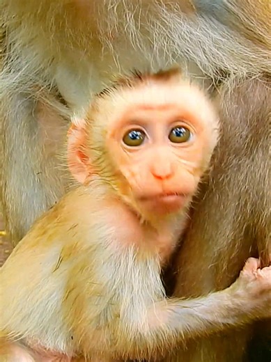 Cute Jacee love talking a lot, her lip-smacking is awesome #beautiful #monkeydluffy #monkeycute #babymonkey #monkeyface #lovely #monkey #cute #animals #animalsbaby #poormonkey #monkeycry #funny #funnyvideo #cuteanimals | Monkey TV7