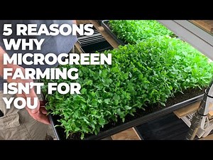 The Dark Side of Growing Microgreens as a Business: Why This Crop Might Be Your Worst Nightmare