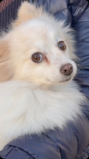 Qui de mieux que sa famille d’accueil pour parler d’un chien :) Merci beaucoup à Sylvia de s’être prêtée au jeux ainsi qu’à @phare_contemporain notre super créatrice de contenu pour la mise en avant de nos protégés 🙏❤️ Lady attend toujours une famille douce et responsable pour une belle retraite ❤️ Voici sa fiche d’adoption et ses besoins : 🐾 Lady 🚺 Femelle 🐶 Spitz allemand 🎂 9 ans 📍Adoption possible en ÎLE DE FRANCE uniquement 📍 🌟 SON HISTOIRE : Lady est une petite chienne réformée d’él