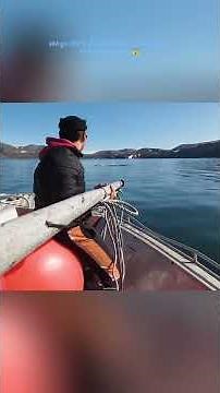 A terrifying hunt among sleeping walruses 😱 | Arctic Survival Story | #shorts