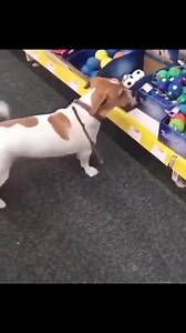 #jackrussellterrier #dog #jrt #puppy #dogs #jackrussells #rescuedog #instadog #dogoftheday #puppies #dogsofinsta #jackrusselltee #ilovemydog #doglover #jackrussell #jackrussellterrier #jackrussellsofinstagram #jackrussellmoments #jackrussellsofig #jackrussellpuppy #jackrussellove #jackrussellofinstagram #jackrussellworld #jackrussellfan #jackrusselllovers #Jackrusselldaily | Jack Russell