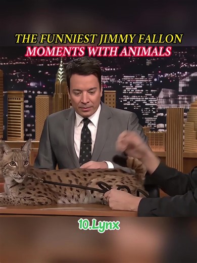 Jimmy Fallon hilarious animal moments compilation