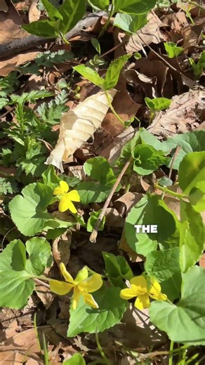 Plant game, which beautiful yellow flower is native?