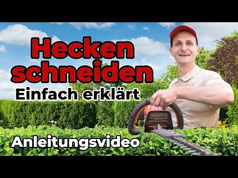 Hedge Trimming Like a Pro - Guide | Immotrainer Wetzikon