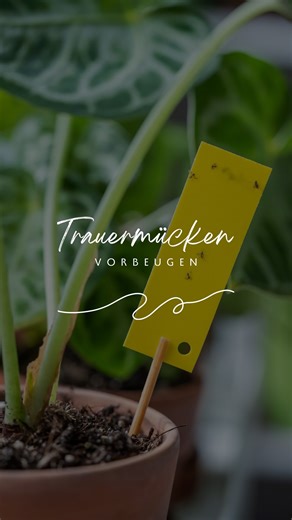 Vanessa Brand | Mentorin für Frauen on Instagram: "Wenn du einmal eine richtige Trauermückenplage hattest, weißt du, warum ich mir diesen Schritt nicht mehr spare. Gerade bei der Anzucht möchte ich einfach auf Nummer sicher gehen. Wenn die Erde sehr trocken ist, kannst du sie vor dem Backen leicht anfeuchten, das ist aber kein Muss. Ich gebe sie ganz normal auf ein Blech und backe sie im Ofen: 150 Grad Ober-/Unterhitze 30–40 Minuten anschließend komplett abkühlen lassen Wichtig ist wirklich, das