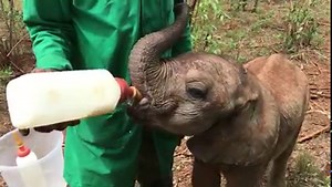 We all have the power to make a difference. In the 1970's, our late Founder, Dame Daphne Sheldrick, perfected the milk formula needed to hand-raise milk dependent infant babies. While it might not be their mother's milk, it's the next best thing and has directly saved the lives of 263 orphaned elephants who would not otherwise have survived. Just as their mother’s milk would change in composition as these calves grow, so do we fortify their milk formula as they get bigger to ensure it meets thei