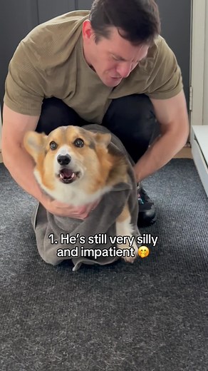 Meet Brady: The Forever Puppy | Double K Corgis
