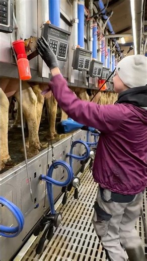 🐄✨ From Udder Wash to Milking: How Farm Girls Use Milking Machines the Smart Way