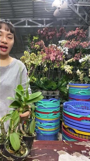 (Tham Khảo Mặt Hoa ) Hotline:090.317.7978 ☎️☎️