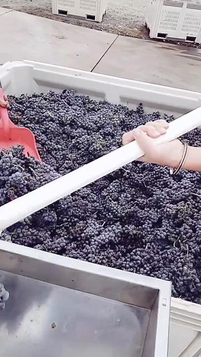 Crushing and destemming grapes. #winemaker #winetiktok @vanarnam_vineyards #fyp #foryou #foryoupage #Denim4all #SometimesIRun #MyArt #america