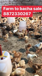 1.3K views · 33 reactions | R s R S poultry farm. 8872330267 | R S poultry farm | Facebook
