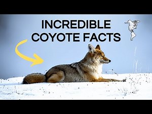 Watch How These COYOTES adapt and SURVIVE ANYWHERE - 10 Facts About Coyotes