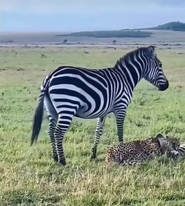 42K views · 151 reactions | Mom zebra defend her baby from cheetah | Football Forever Kalimpong | Facebook
