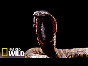 Les dangereux cobras d'Afrique et d'Asie