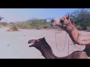 Camel Mating Video - YouTube