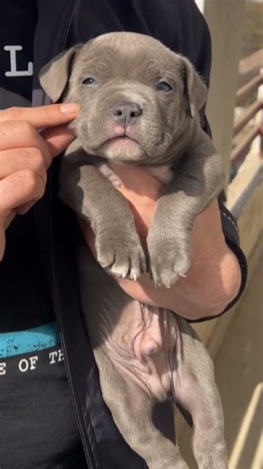 Blue eyed American Bully🩵💙