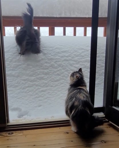 4.6M views · 71K reactions | Watch this daring cat attempt a snow pile jump ❄️ | Animal Lovers | Facebook