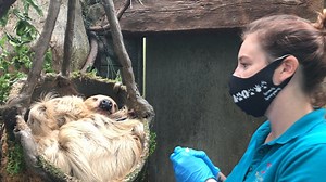 12K views · 474 reactions | Happy National Zookeeper Week! From feeding the best snacks to giving enrichment before naps. These guys do it all. Ty, the two-toed sloth, loves hard boiled eggs from zookeeper Katy. #NZKW #ittakesazoo #ASMR | Tulsa Zoo | Facebook