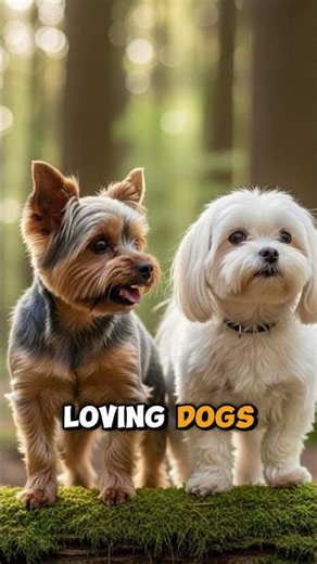 Yorkshire Terrier vs Maltese | Tiny but Loving Dogs #DogBreed #Beagle #Shorts