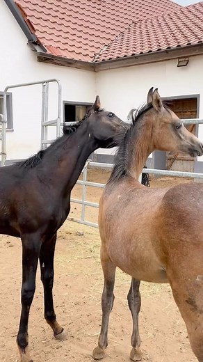 82 reactions | Foals who couldn’t kiss them the whole day? 殺 It´s so...