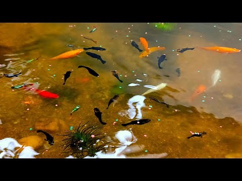 outdoor fish tank | fish tank setup | how to make fish pond at home | guppy fish pond | #fishtank