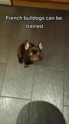 French Bulldog Puppy Obedience Training Tips