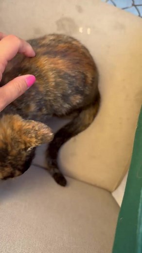 Understanding Tortoise Shell Cats