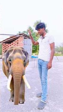 hathi sund se pani pita hai !😱🤯#vlogscomedyvideos #viralvideo #comedy #vlog #vlogs family keshavsha
