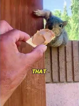 I Gave This Homeless Squirrel a New Nest. A Month Later, She Dragged Me by My Finger to Show Me This