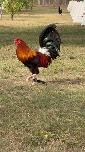 Sweater x Kelso 🔥 | Jorge RL Canizales