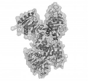 File:Modeling-protein-conformational-transitions-by-a-combination-of-coarse-grained-normal-mode-analysis-1472-6807-13-S1-S2-S3.ogv - Wikimedia Commons